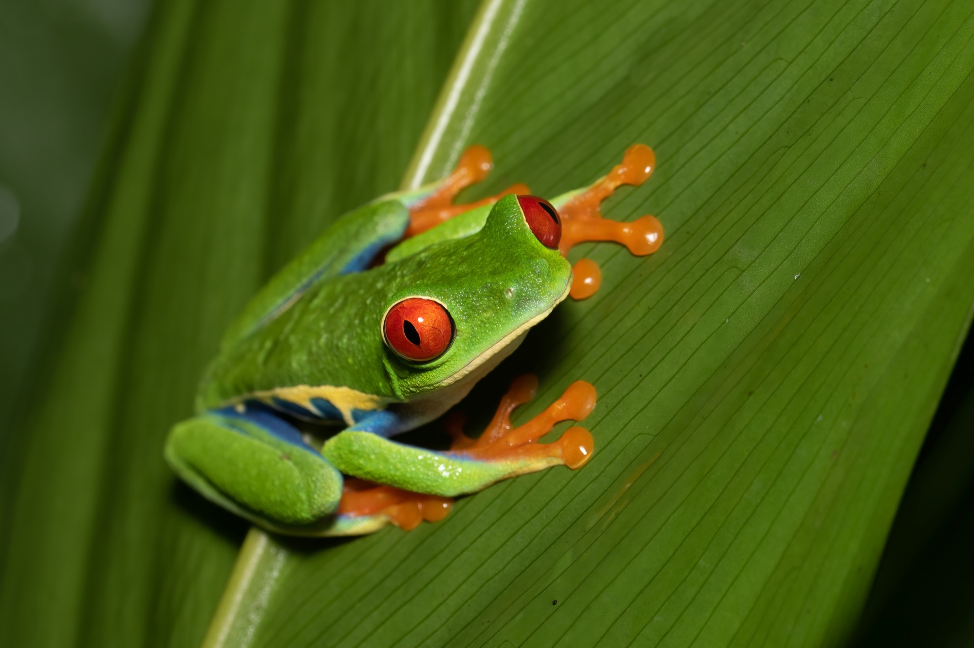 葉の上で身を伏せるアカメアマガエル